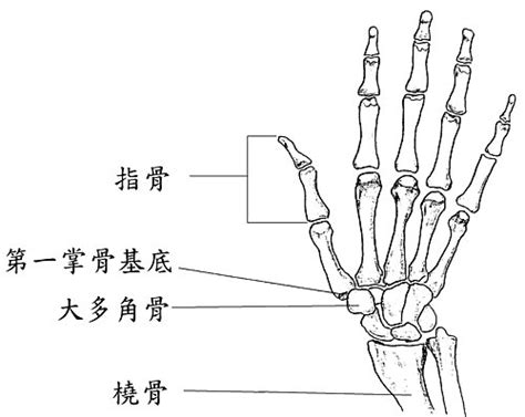 大拇指第一關節